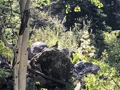 Dendragapus obscurus