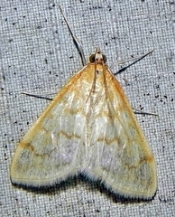Hahncappsia pergilvalis