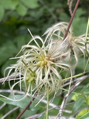 Clematis viorna