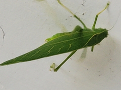 Microcentrum rhombifolium