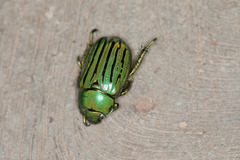 Chrysina gloriosa