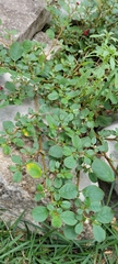Portulaca