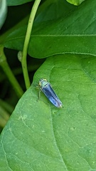 Cicadella viridis