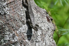 Sceloporus