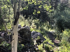 Dendragapus obscurus