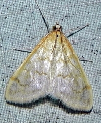 Hahncappsia pergilvalis
