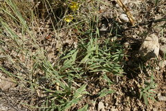 Cleistogenes serotina