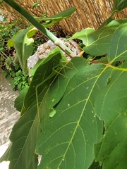 Microcentrum rhombifolium