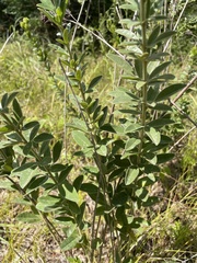 Lespedeza