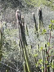 Lophocereus schottii
