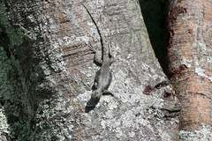 Sceloporus