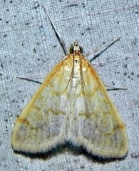 Hahncappsia pergilvalis