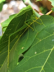 Microcentrum rhombifolium