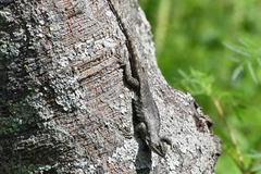 Sceloporus