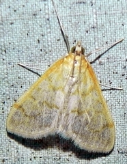 Hahncappsia pergilvalis