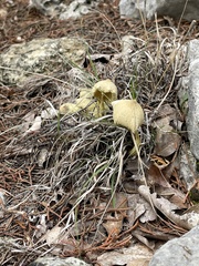 Leucocoprinus birnbaumii
