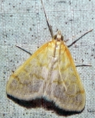 Hahncappsia pergilvalis