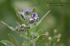 Cynoglossum creticum