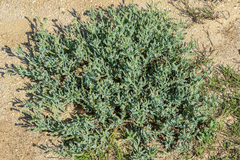 Heliotropium curassavicum