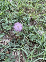 Mimosa strigillosa