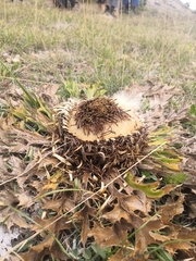 Carlina acanthifolia