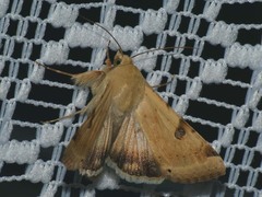Heliothis peltigera