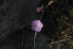 Dianthus strictus
