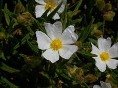 Cistus monspeliensis