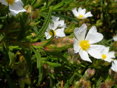 Cistus monspeliensis