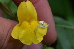 Misumena vatia
