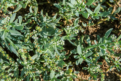 Heliotropium curassavicum