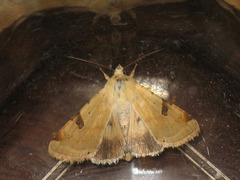 Heliothis peltigera