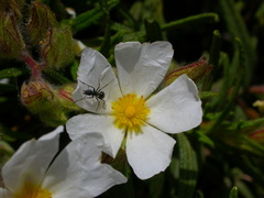 Cistus monspeliensis