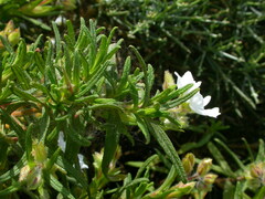 Cistus monspeliensis