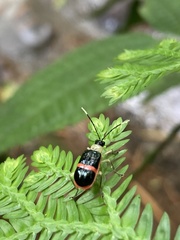 Paratriarius adonis