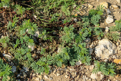 Desmanthus leptolobus