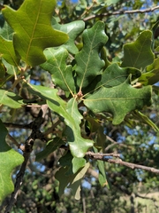 Quercus