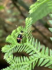 Paratriarius adonis