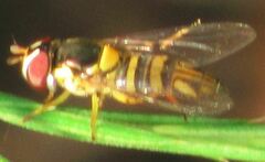 Allograpta obliqua
