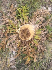 Carlina acanthifolia