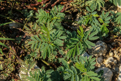 Desmanthus leptolobus