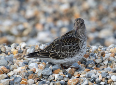 Calidris maritima