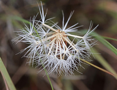 Microseris nutans