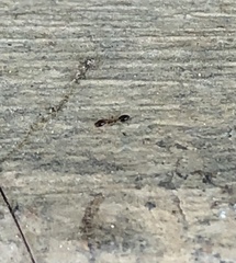 Monomorium floricola