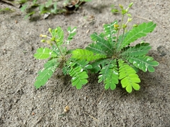 Biophytum sensitivum