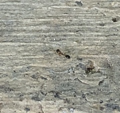 Monomorium floricola