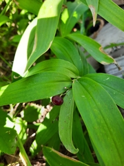 Maianthemum stellatum