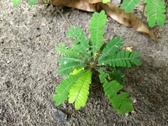 Biophytum sensitivum