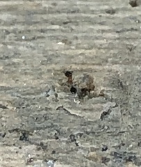 Monomorium floricola