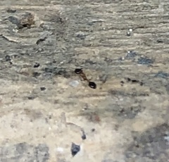 Monomorium floricola